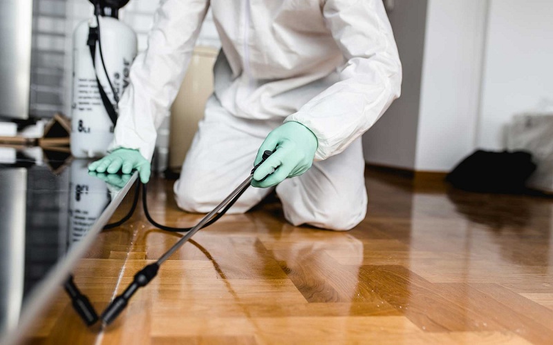 Things to Do Before Pest Control in Your House