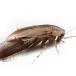 Dealing with Cockroach Issues in Tumwater: Should Be Worried About the Presence of these Filthy Pests?