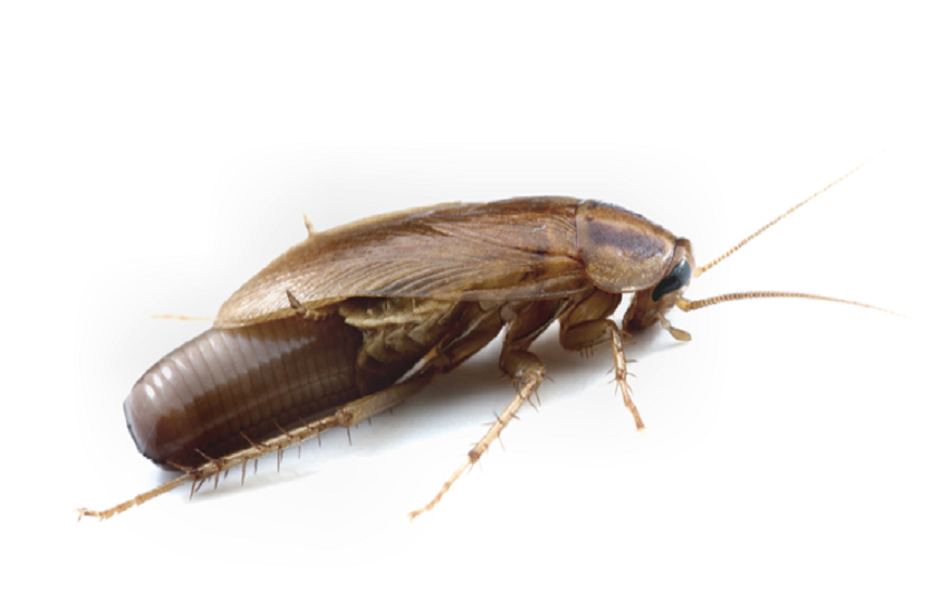 Dealing with Cockroach Issues in Tumwater: Should Be Worried About the Presence of these Filthy Pests?