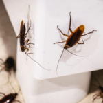 Why Pest Problems in Indianapolis Surge After Garbage Day