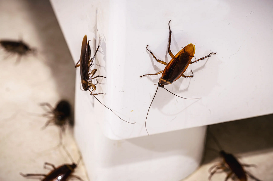 Why Pest Problems in Indianapolis Surge After Garbage Day