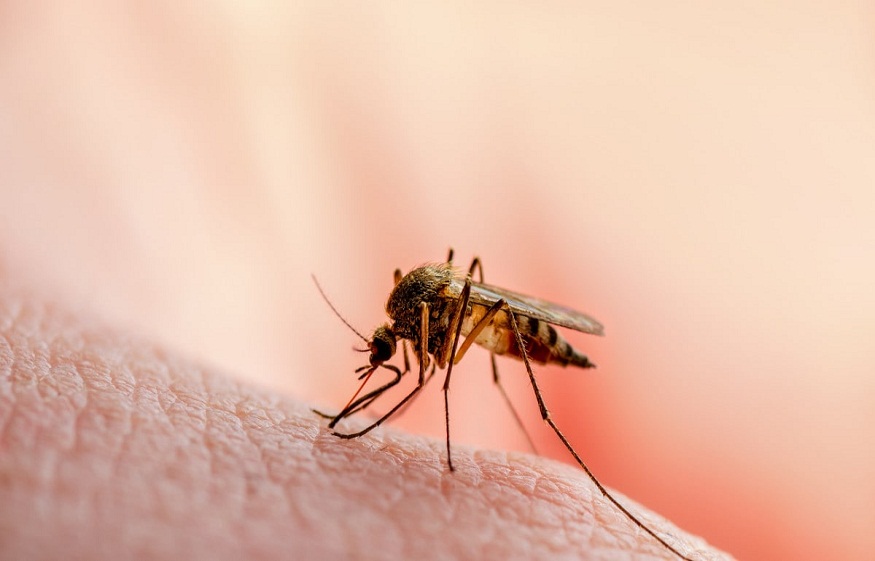 Mosquito Breeding Spots